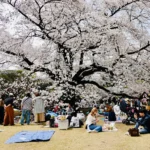 10 most beautiful and popular cherry blossom varieties in Japan
