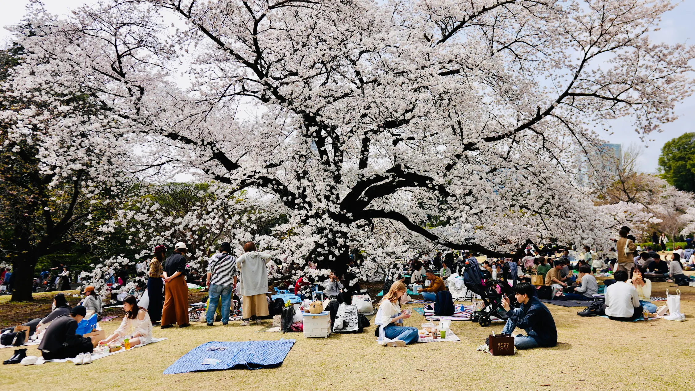 10 most beautiful and popular cherry blossom varieties in Japan
