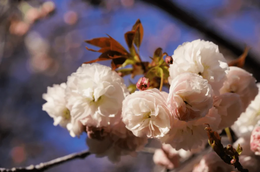 Fugenzo cherry blossom - late blooming double cherry variety with flowers changing from white to light pink as they mature
