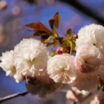 How to use Japan cherry blossom forecast