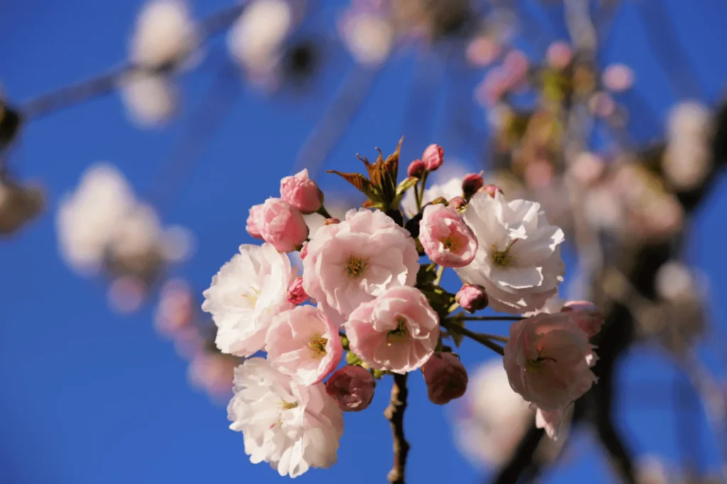 Ichiyo cherry - round cup fluffy appearance