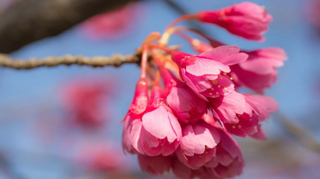 Winter cherry (Kanhizakura) - early blooming variety native to Okinawa and Taiwan