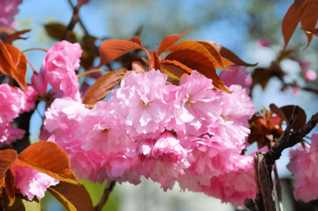 Kanzanzakura - late-blooming double cherry blossom