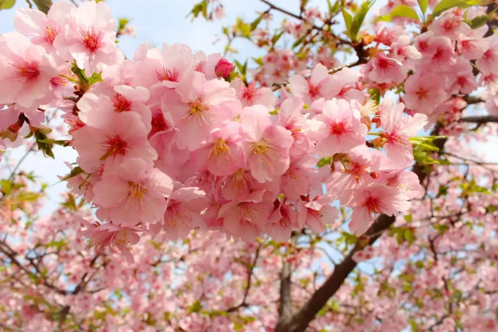 Kawazuzakura - early blooming cherry variety from the Izu Peninsula
