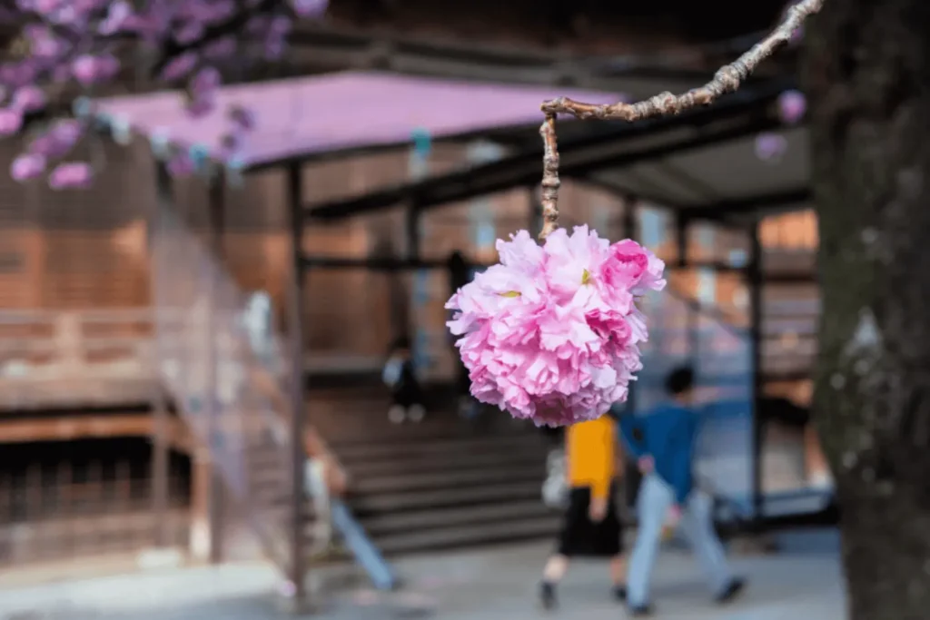 Kikuzakura - chrysanthemum cherry with flowers featuring 80 to over 100 petals