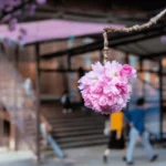 Japan cherry blossom traditions