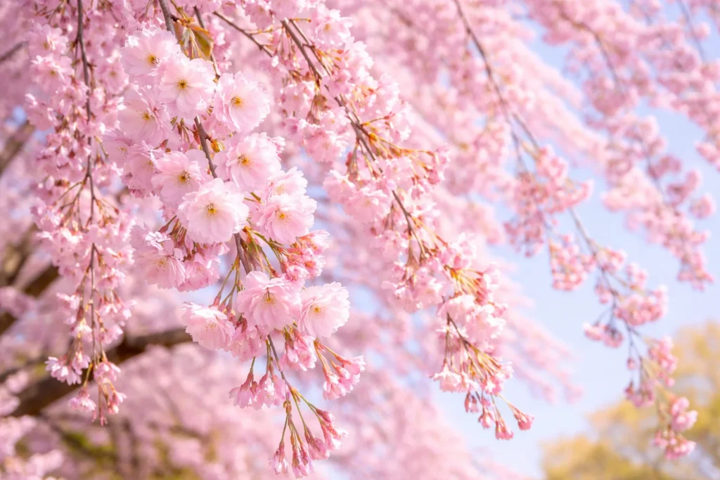 Weeping cherry (Shidarezakura) - dreamy cascades of flowers
