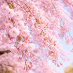 Tokyo Cherry Blossom 2026 – A-Z Guide by Brinysaurus