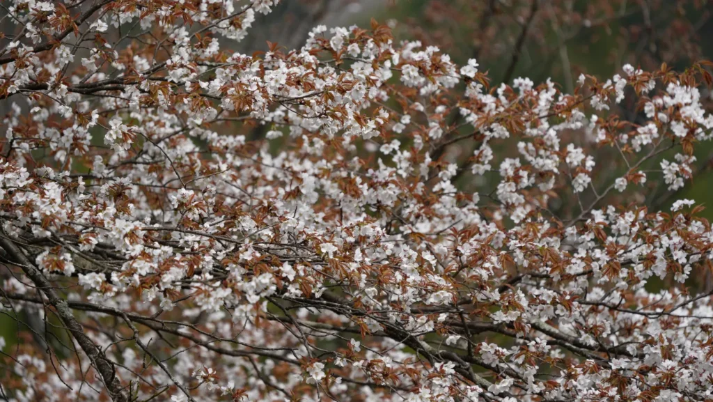 Mountain cherry (yamazakura) - flowers appear alongside young leaves